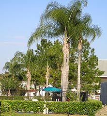 Grand Palms